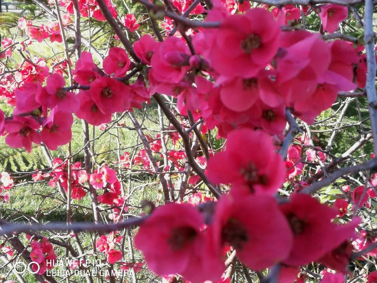 פרטיליה B&B Fiori Di Pesco 2*,  איטליה